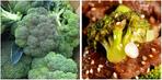 Broccoli Recipes